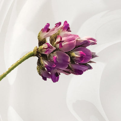 What Is Bakuchiol And How Does It Work?