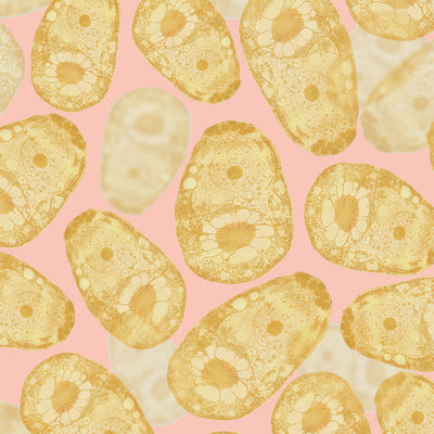 What Pink Algae Extract Can Do For Your Skin