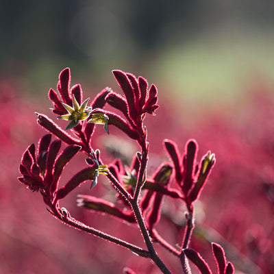 Everything You Need To Know About Kangaroo Paw Flower Extract In Skincare