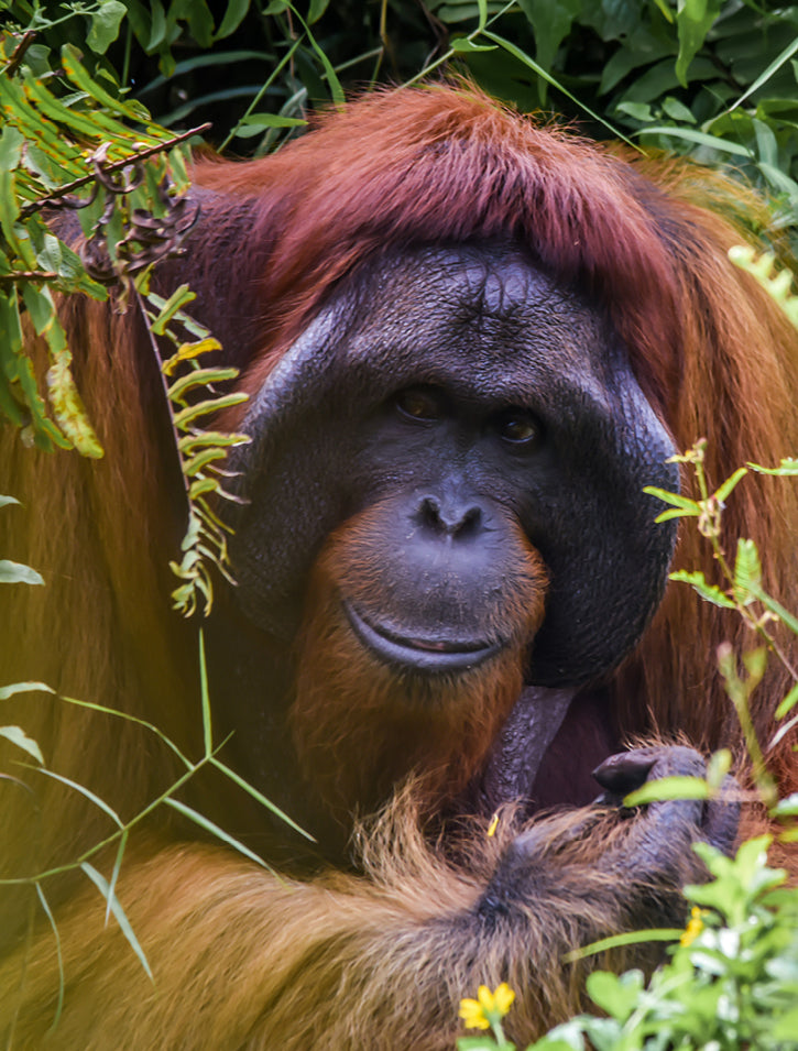 An orangutan with reddish-brown fur sits among green foliage, looking directly at the camera with a calm expression. Its hand is resting near its face, partially hidden by leaves.