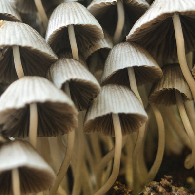 Why We’re Putting Fungi In Skincare